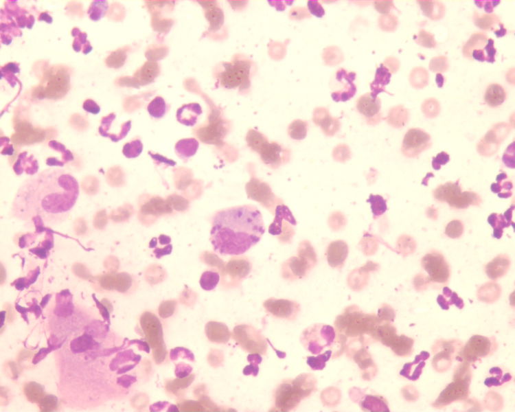 Datei:Leishmanien Hund 014.jpg